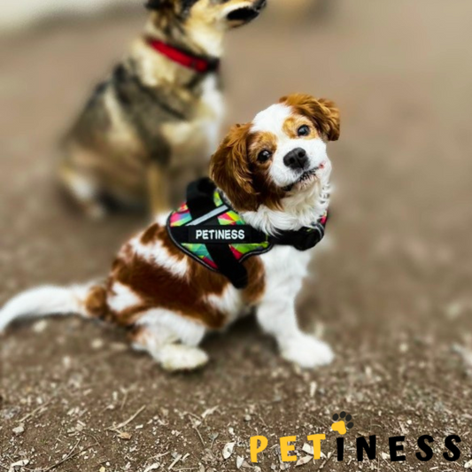 PETINESS™ NO PULL Dog Harness 2.0
